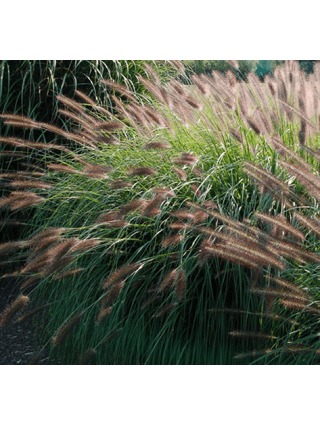 Soruolė Pašiaušėlinė( Lot. Pennisetum Alopecuroides) 'READ HEAD' Dydis C5-SORUOLĖS-SMILGOS - VARPINIAI AUGALAI