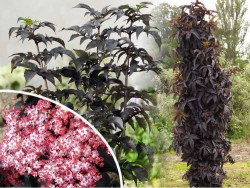 Šeivamedis juodauogis (Lot Sambucus nigra) 'Black Tower' C12 80-100 CM - nuotrauka 4