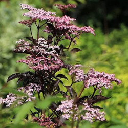 Šeivamedis juodauogis (Lot Sambucus nigra) 'Black Tower' C12 80-100 CM - nuotrauka 5