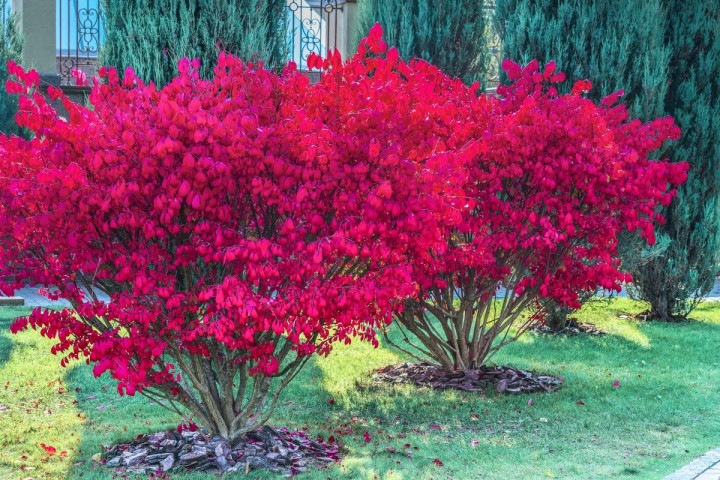 Ožekšnis sparnuotasis (Lot Euonymus alatus) 'Compactus' C2/P17 +25 CM | OŽEKŠNIAI | KRŪMAI
