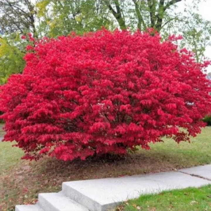 Ožekšnis sparnuotasis (Lot Euonymus alatus) 'Compactus' C2/P17 +25 CM | OŽEKŠNIAI | KRŪMAI