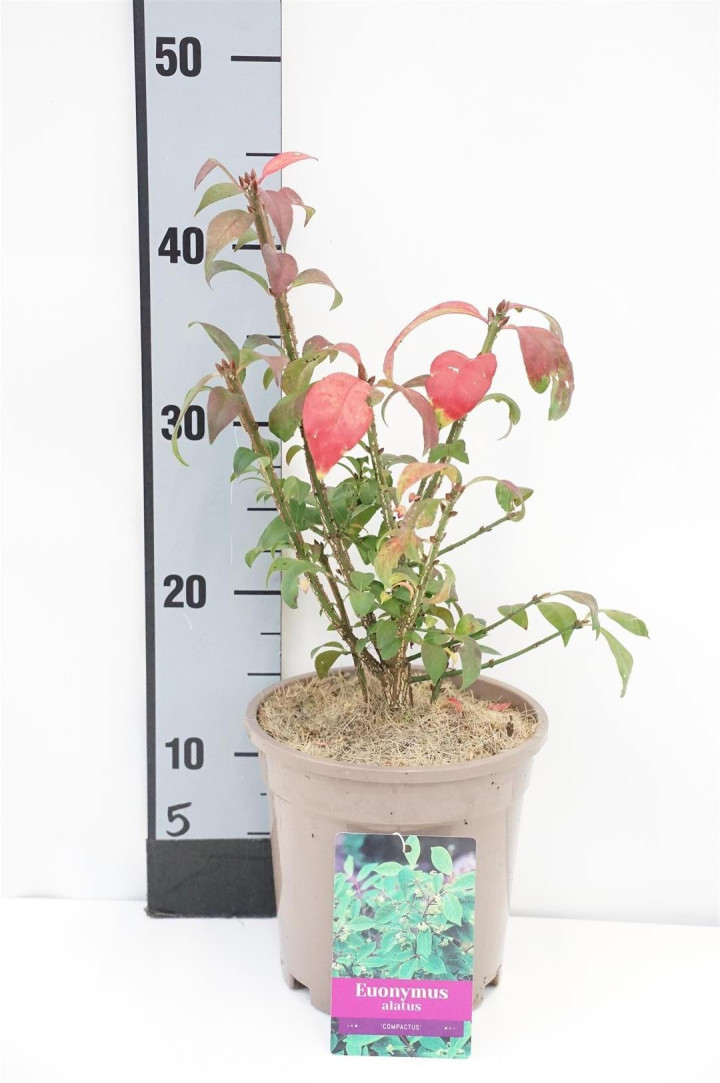 Ožekšnis sparnuotasis (Lot Euonymus alatus) 'Compactus' C2/P17 +25 CM | OŽEKŠNIAI | KRŪMAI