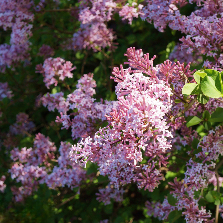 Alyvos Bloomerang  (Lot Syringa Bloomerang) 'Pink Perfume' C5/P23 50-60 CM | ALYVOS | KRŪMAI