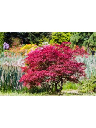 Klevas plaštakinis (Lot Acer pal.) 'Orangeola' C4/P19 50-60 CM-KLEVAI-MEDŽIAI