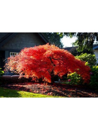 Klevas plaštakinis (Lot Acer pal.) 'Orangeola' C4/P19 50-60 CM-KLEVAI-MEDŽIAI