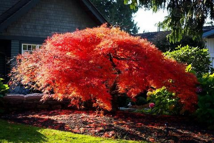 Klevas plaštakinis (Lot Acer pal.) 'Orangeola' C4/P19 50-60 CM-KLEVAI-MEDŽIAI