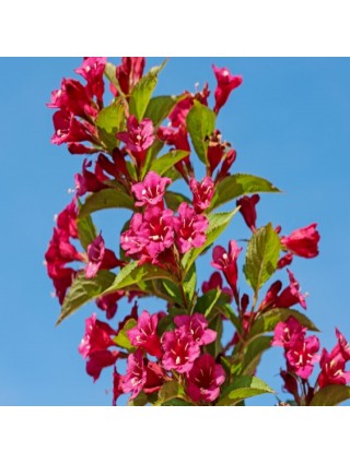 Veigelė Gražiažiedė (Lot Weigela florida) ‘BRISTOL RUBY’-VEIGĖLĖS-KRŪMAI