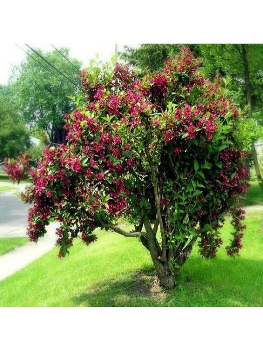 Veigelė Gražiažiedė (Lot Weigela florida) ‘BRISTOL RUBY’-VEIGĖLĖS-KRŪMAI