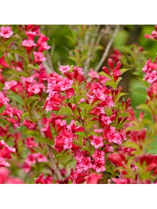 Veigelė Gražiažiedė (Lot Weigela florida) ‘BRISTOL RUBY’-VEIGĖLĖS-KRŪMAI