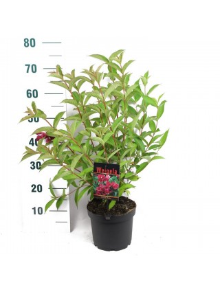 Veigelė Gražiažiedė (Lot Weigela florida) ‘BRISTOL RUBY’-VEIGĖLĖS-KRŪMAI