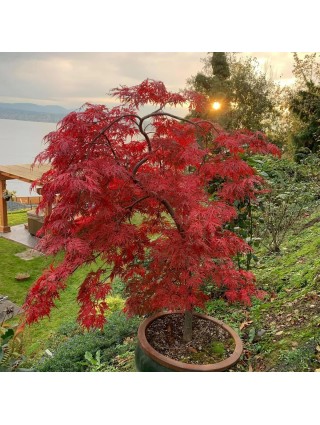 Klevas plaštakinis (Lot Acer pal.) 'Orangeola' C4/P19 50-60 CM-KLEVAI-MEDŽIAI