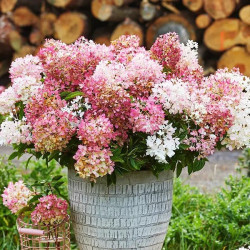 Šluotelinė hortenzija (Lot Hydrangea pan.) 'Groundbreaker'® - nuotrauka 2