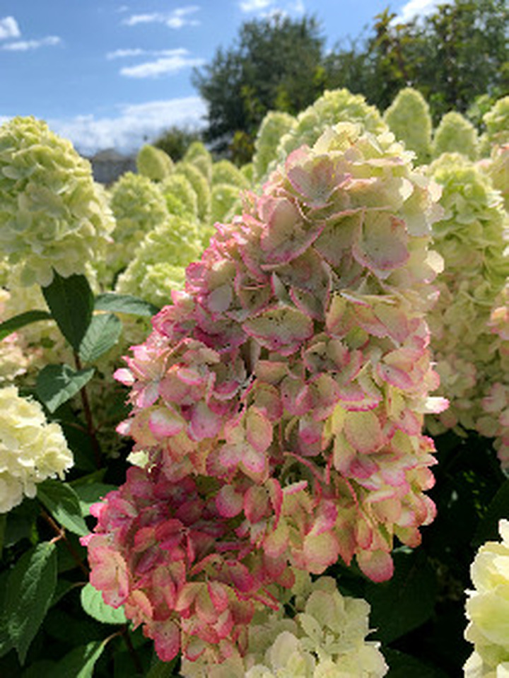 Šluotelinė Hortenzija (Lot Hydrangea Paniculata) 'Bonfire'® Dydis C3 | HORTENZIJOS | KRŪMAI