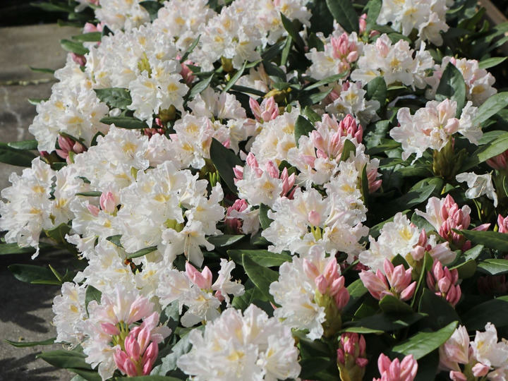 Rododendras (Lot Rhododendron) 'Cunningham White' C5-RODODENDRAI-KRŪMAI