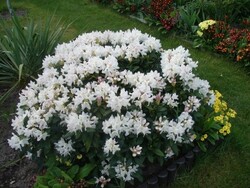 Rododendras Kaukazinis (Lot Rhododendron Caucasicum) 'Cunningham White' C5/P23 - nuotrauka 5
