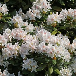 Rododendras Kaukazinis (Lot Rhododendron Caucasicum) 'Cunningham White' C5/P23 - nuotrauka 3