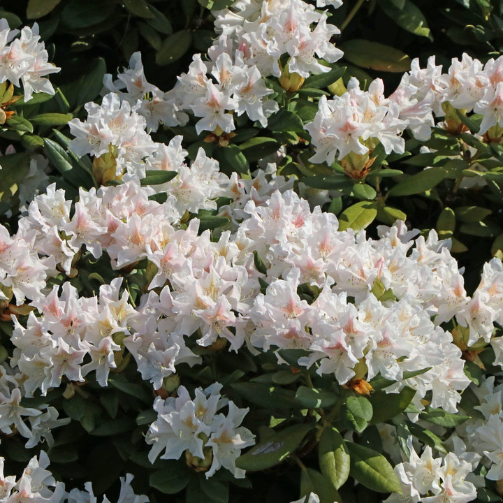 Rododendras (Lot Rhododendron) 'Cunningham White' C5 | RODODENDRAI | KRŪMAI
