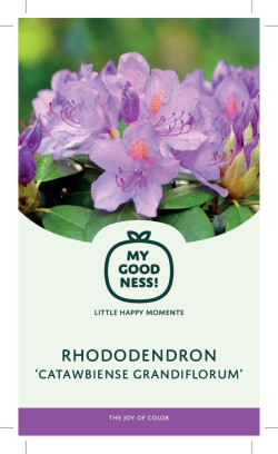 Rododendras (Lot Rhododendron) 'Catawbiense Grandiflorum' 15 - nuotrauka 4