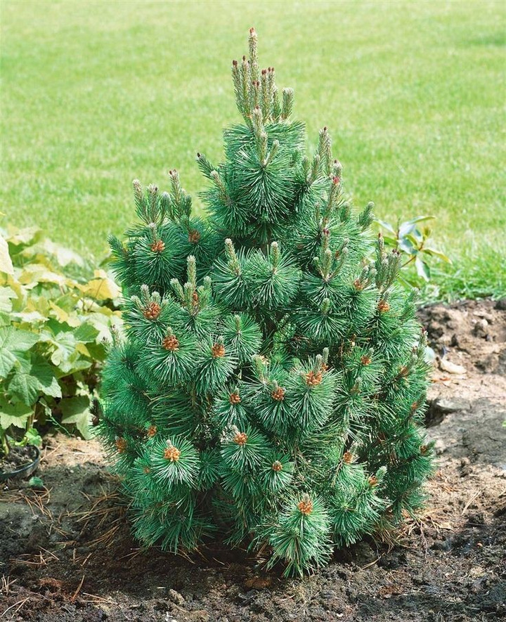 Pušis kalninė (Lot Pinus mugo) 'Alpenzwerg' C7,5/P26 30-40 CM | PUŠYS | SPYGLIUOČIAI