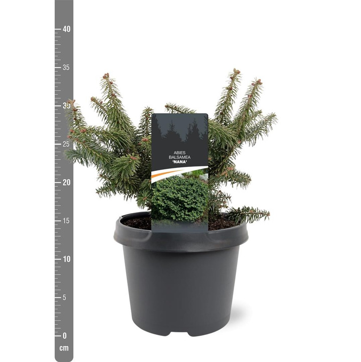 Kėnis balzaminis (Lot Abies balsamea) 'Nana' C3/P19 25-30 CM