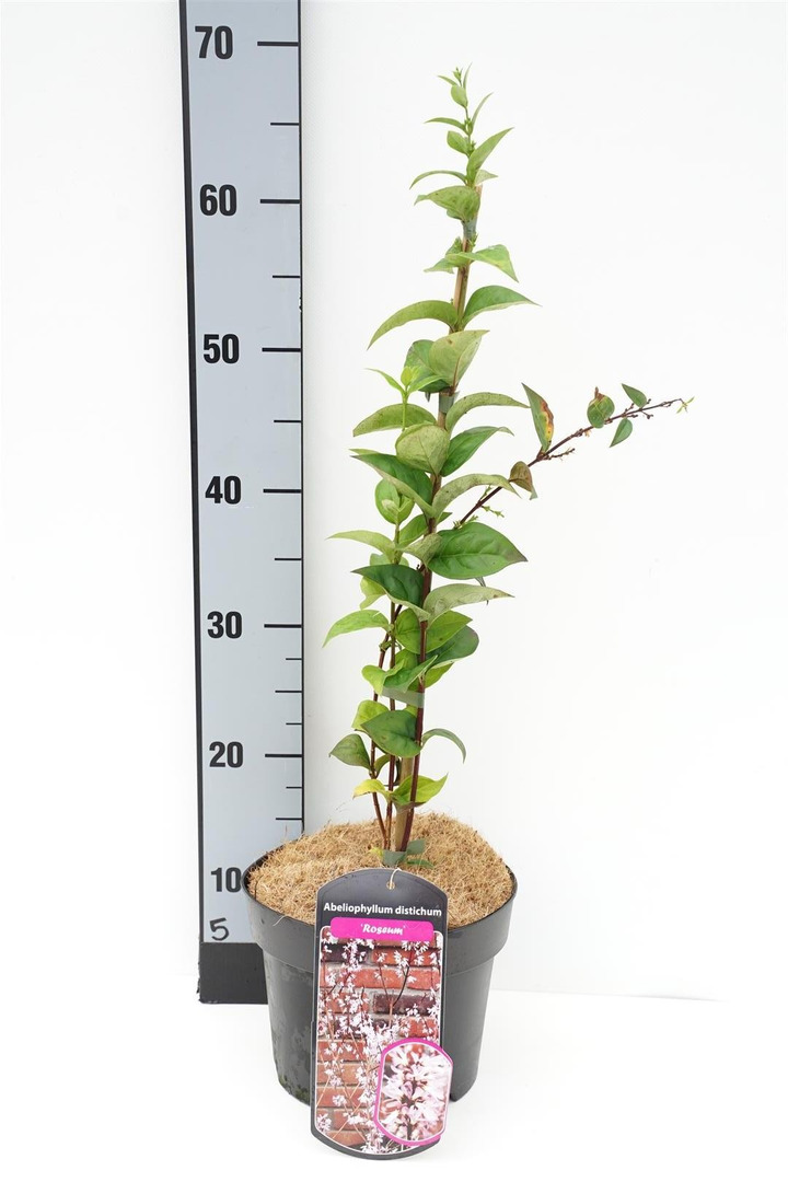 Forsitija baltoji (Lot Abeliophyllum distichum) 'Roseum' C3/P19 30-50 CM