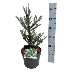 Kėnis korėjinis (Lot Abies koreana) 'Silberlocke' C5/P23 25-30 CM - nuotrauka 2