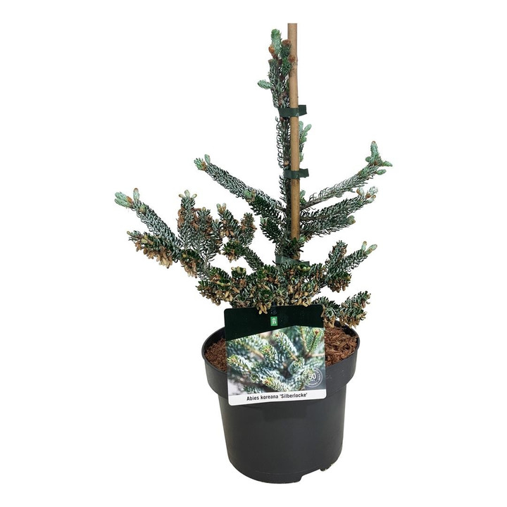 Kėnis korėjinis (Lot Abies koreana) 'Silberlocke' C5/P23 30-40 CM