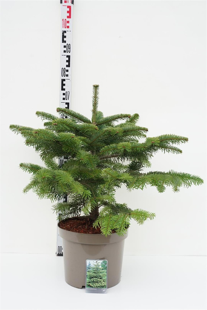 Kėnis kaukazinis (Lot Abies nordmanniana)  C10 60-80 CM