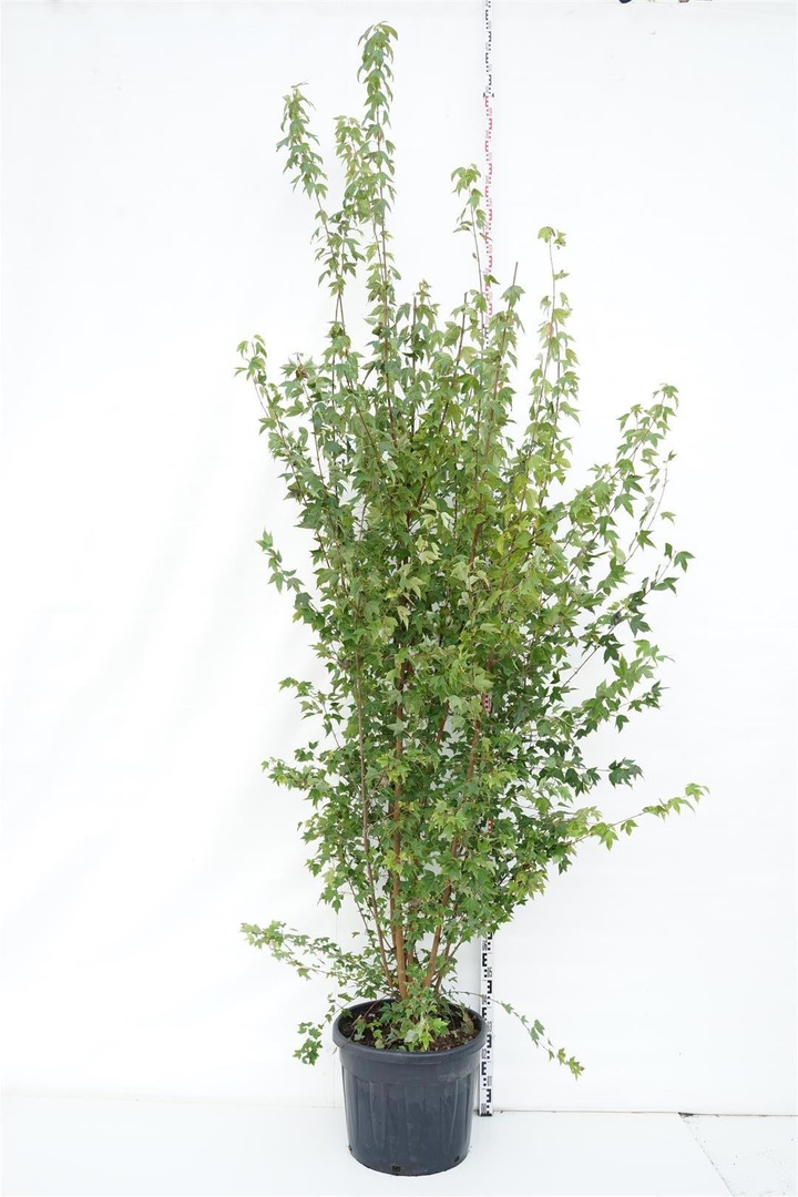Klevas triskiautis (Lot Acer buergerianum)  C70 300-350 CM