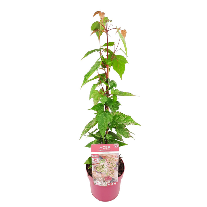 KLEVAS HIBRIDINIS (Lot Acer consp.) 'Red Flamingo' C3/P19 20-25 CM