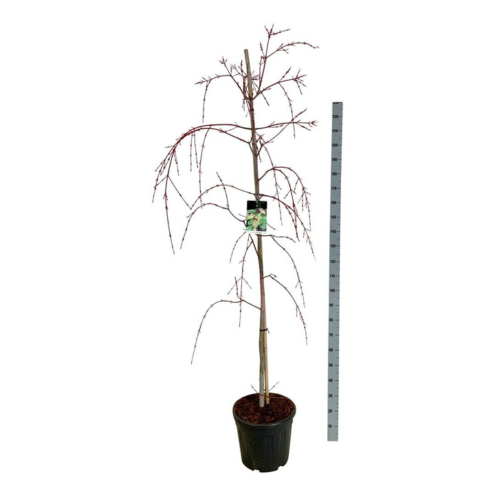KLEVAS HIBRIDINIS (Lot Acer consp.) 'Red Flamingo' C30 200-225CM EXTRA