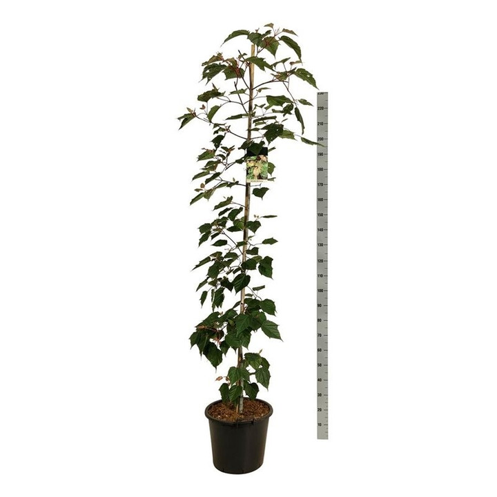 KLEVAS HIBRIDINIS (Lot Acer consp.) 'Red Flamingo' C30 200-225CM EXTRA