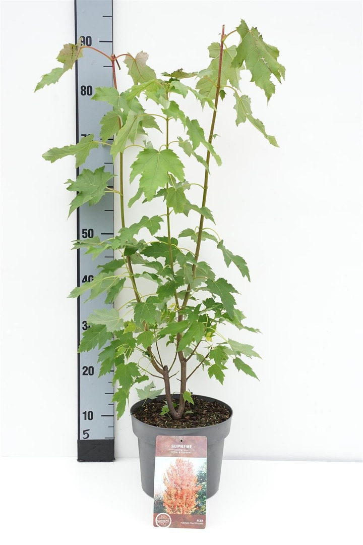 Klevas raudonasis (Lot Acer rubrum) 'Red Sunset' C4/P21 60-80 CM