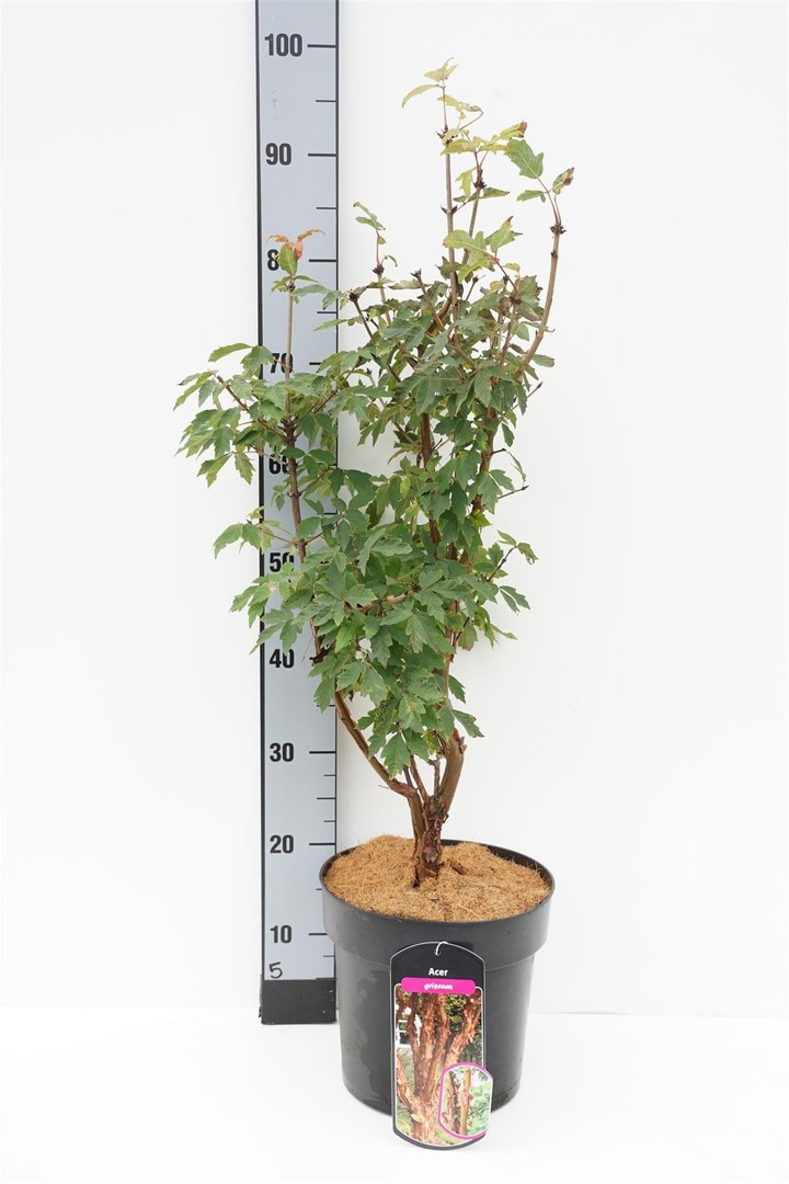 Klevas pilkasis (Lot Acer griseum)  C6,5/P24 60-80 CM