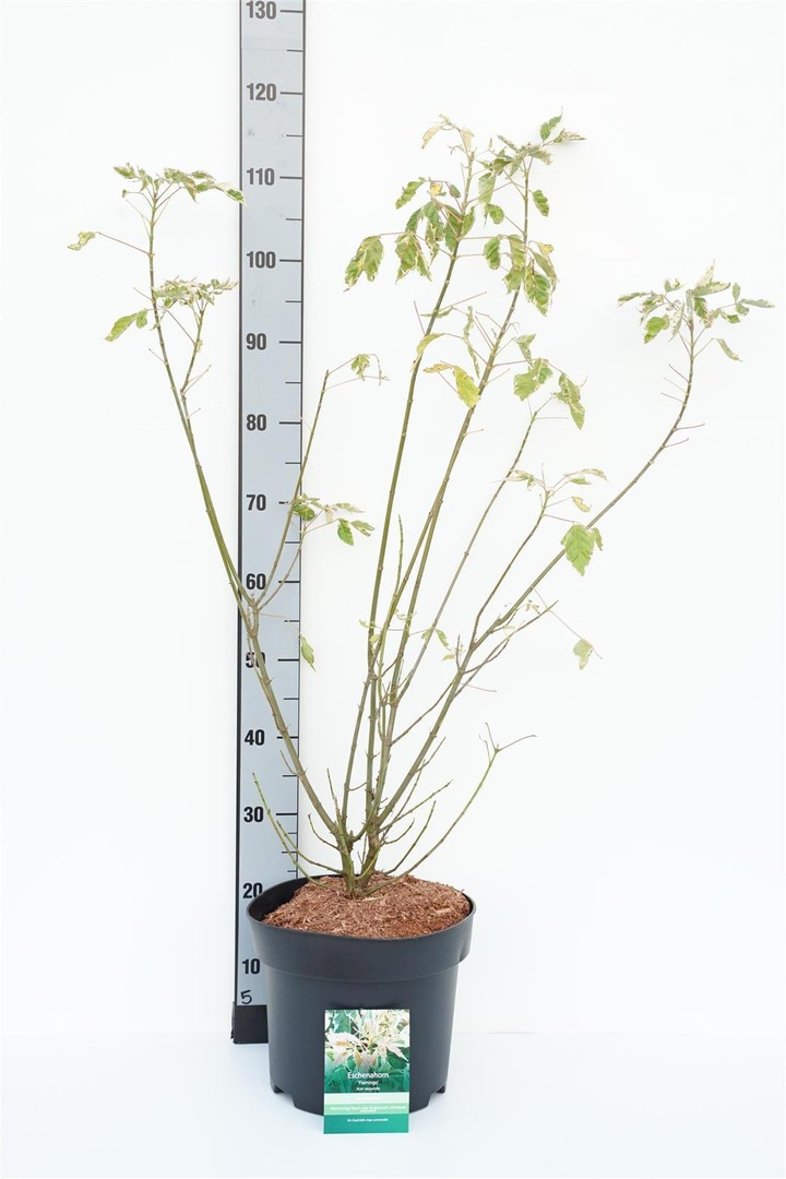 Klevas uosialapis (Lot Acer negu.) 'Flamingo' C10 80-100 CM