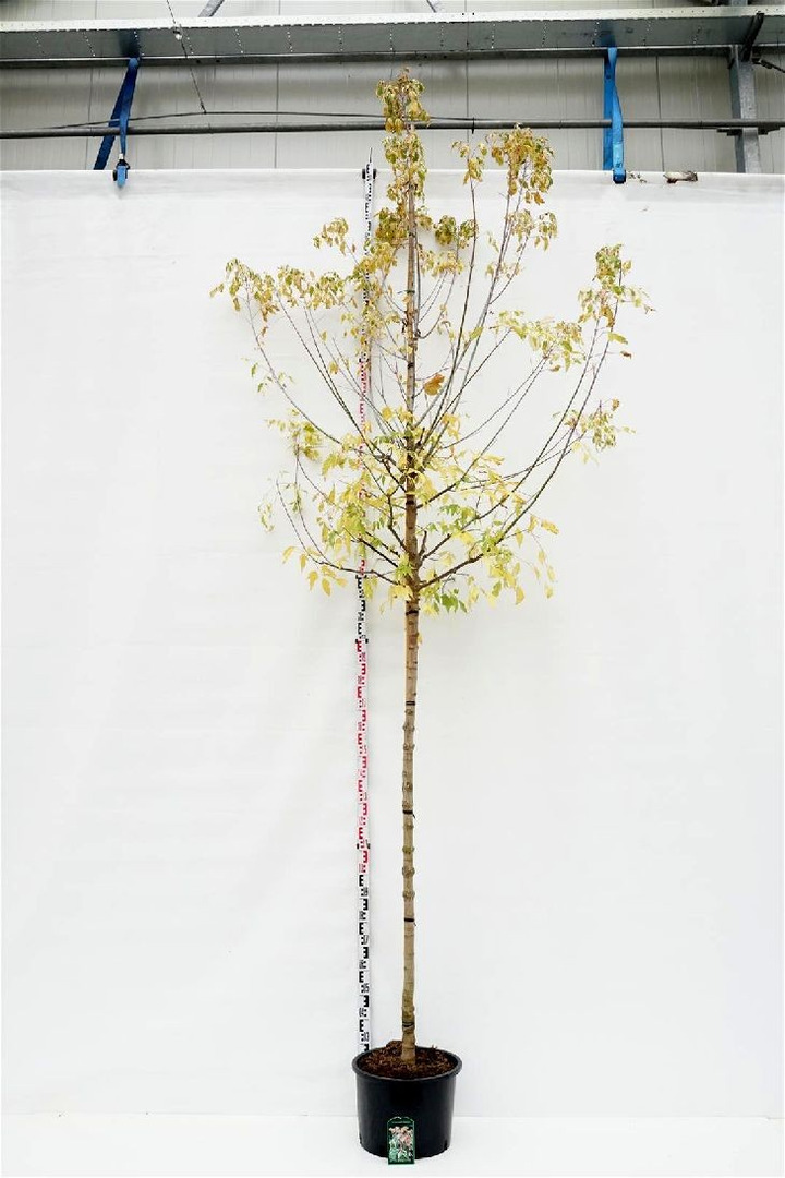 Klevas uosialapis (Lot Acer negu.) 'Flamingo' C35 KAMIENO APIMTIS 12-14 CM STANDARD