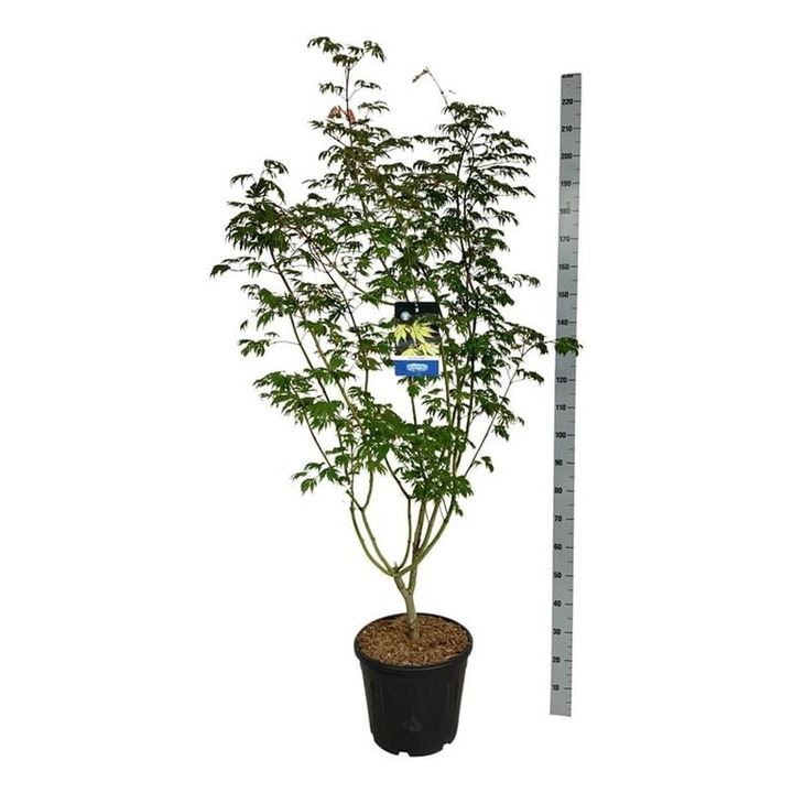 Klevas (Lot Acer) 'Arctic Jade' C30 175-200CM EXTRA (Jack Frost)