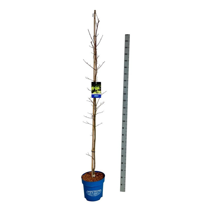 Klevas (Lot Acer) 'Arctic Jade' C15 200-225 CM (Jack Frost)