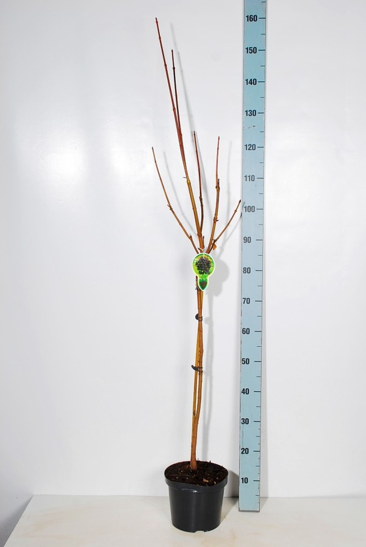 Klevas paprastasis (Lot Acer plat.) 'Crimson Sentry' C4/P21 STIEBAS 60 CM