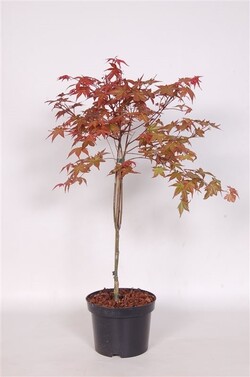 Klevas plaštakinis (Lot Acer pal.) 'Deshojo' C3/P19 40-50 CM - nuotrauka 2