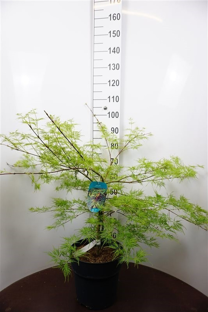 Klevas plaštakinis (Lot Acer pal.) 'Garnet' C12 60-70 CM