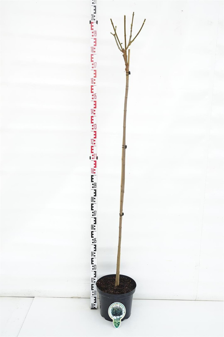 Klevas paprastasis (Lot Acer plat.) 'Globosum' C10 STIEBAS 150 CM