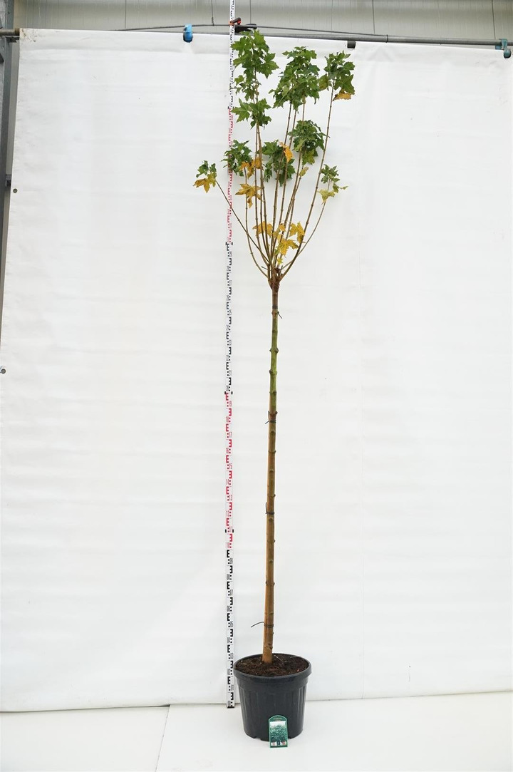 Klevas paprastasis (Lot Acer plat.) 'Globosum' C40 STIEBAS 200 CM KAMIENO APIMTIS 10-12 CM