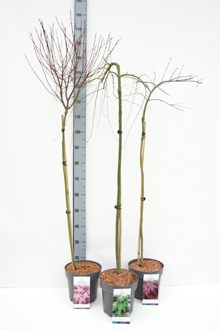 Klevas plaštakinis MIX (Lot Acer pal. in)  2x6 'Hime Shojo', 'Ruysen' & 1x5 'Tamukeyama' C5/P23 STIEBAS 80 CM