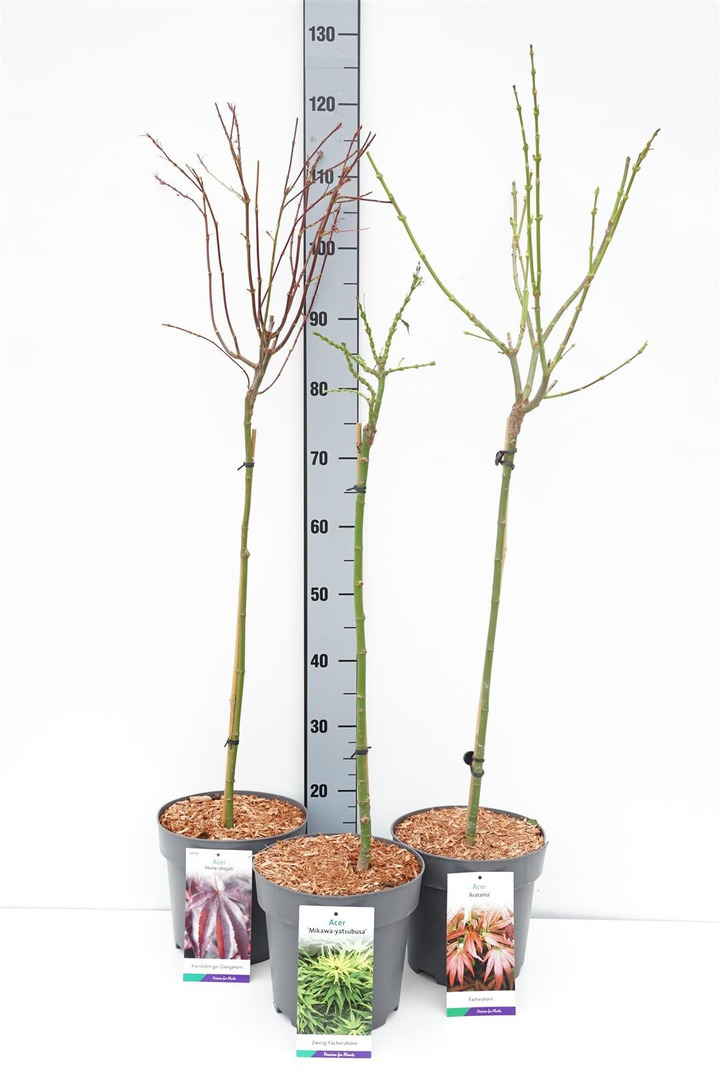 Klevas plaštakinis MIX (Lot Acer pal. in)  3x4 'Garnet', 'Orangeola' & 'Shishigashira' 1x5 'Tamukeyama'  C5/P23 STIEBAS 60 CM
