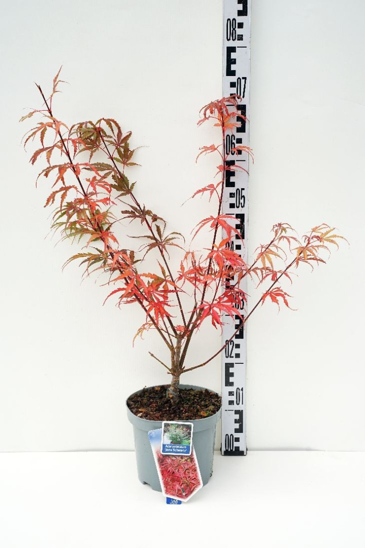 Klevas plaštakinis (Lot Acer pal.) 'Jerre Schwartz' C3/P19 50-60 CM