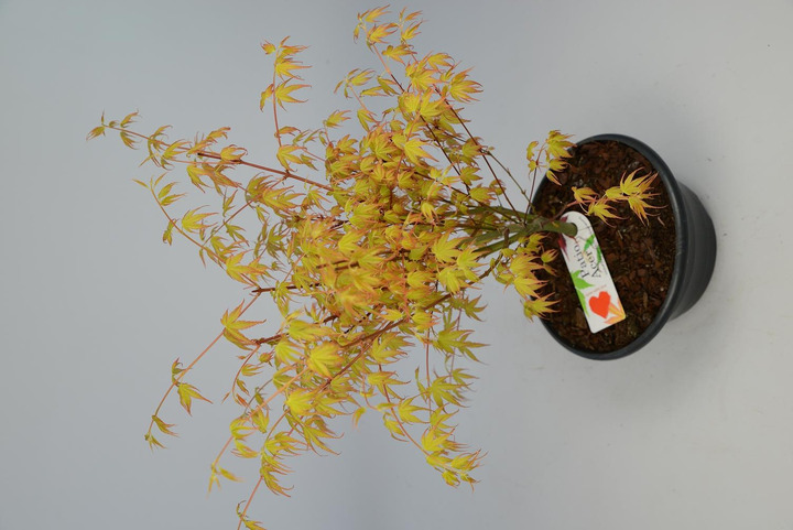 Klevas plaštakinis (Lot Acer pal.) 'Katsura' C5/P23 BONSAI DECO