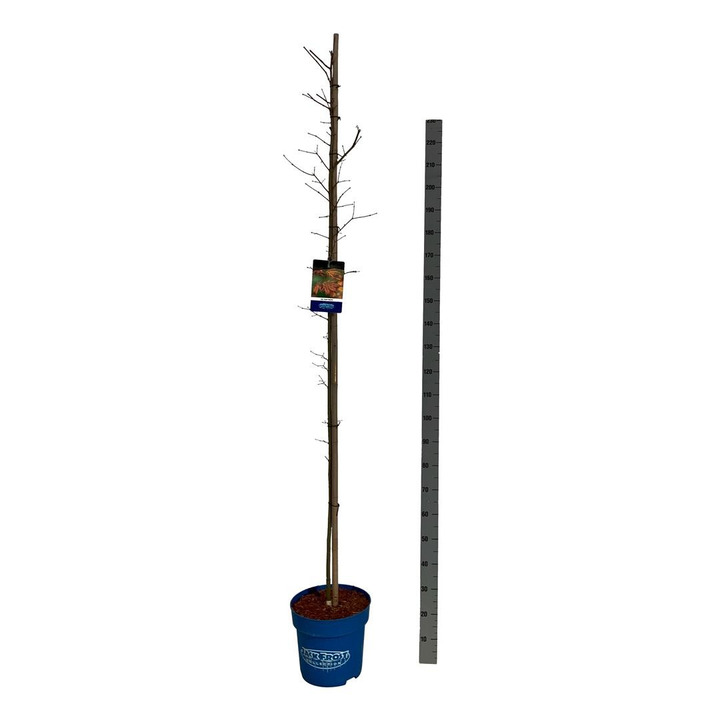 Klevas (Lot Acer) 'North Wind' C15 200-225 CM (Jack Frost)