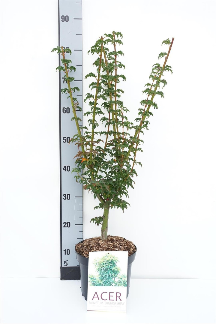 Klevas plaštakinis (Lot Acer pal.) 'Shishigashira' C4/P21 30-40 CM
