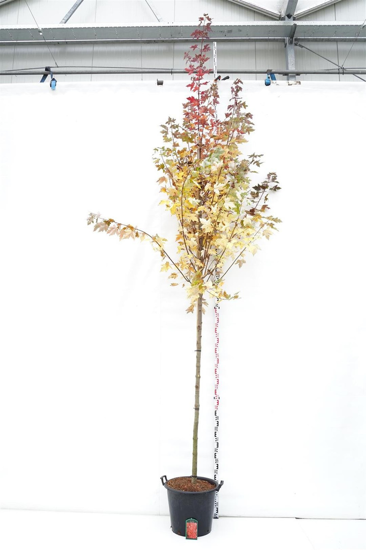 Klevas raudonasis (Lot Acer rubrum) 'Brandywine' C50 KAMIENO APIMTIS 10-12 CM STANDARD